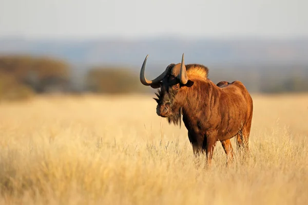 Uno Gnu Nero Allerta Connochaetes Gnou Prati Aperti Mokala National — Foto Stock