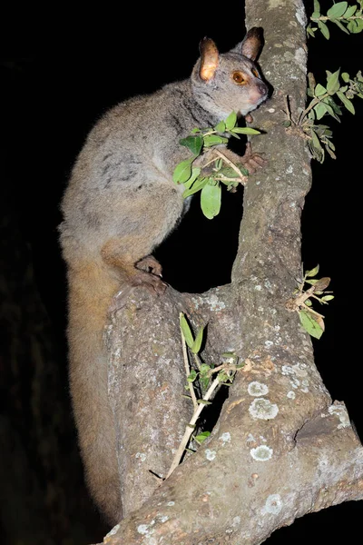 Nachtaktiver Galago Oder Buschbaby Otolemur Crassicaudatus Einem Baum Südafrika — Stockfoto