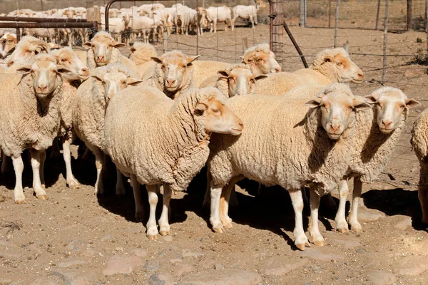 Merino Πρόβατα Μια Μάντρα Ένα Αγροτικό Αγρόκτημα Της Νότιας Αφρικής — Φωτογραφία Αρχείου