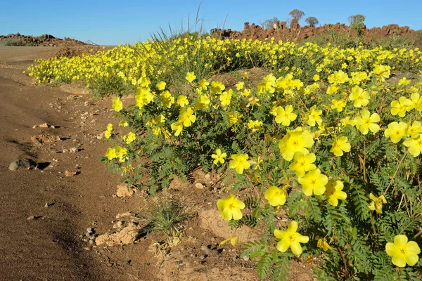 Paisagem Cênica Com Flores Amarelas Tribulus Zeyheri Sul Namíbia — Fotografia de Stock