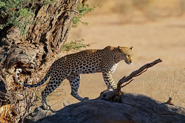 Léopard Panthera Pardus Dans Arbre Désert Kalahari Afrique Sud — Photo