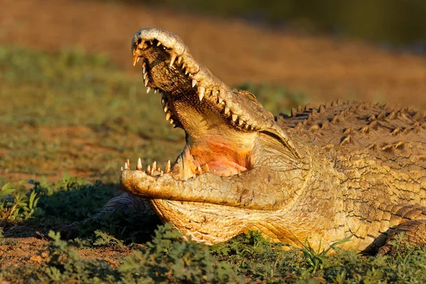 Retrato Grande Crocodilo Nilo Crocodylus Niloticus Com Mandíbulas Abertas Kruger — Fotografia de Stock