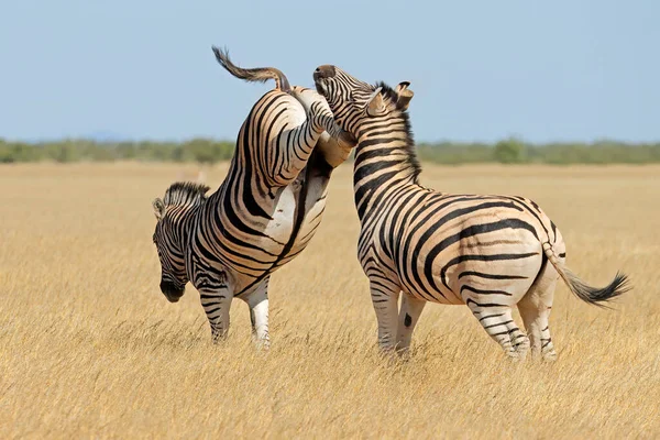 Deux Étalons Zèbres Des Plaines Equus Burchelli Battent Donnent Des — Photo