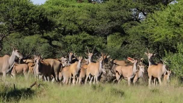 Земляное Стадо Антилопы Tragelaphus Oryx Естественной Среде Обитания Национальный Парк — стоковое видео
