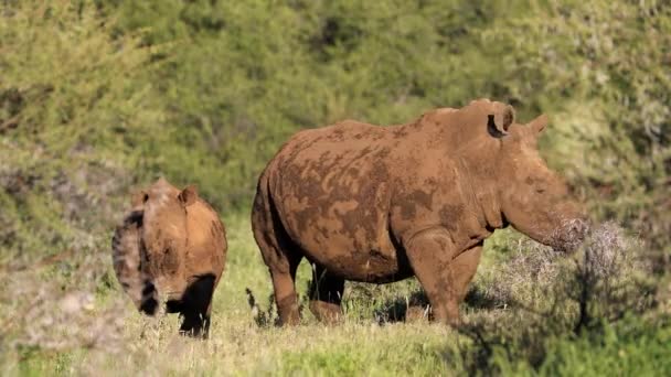 Rinoceronte Blanco Alerta Ceratotherium Simum Con Ternera Hábitat Natural Sudáfrica — Vídeo de stock