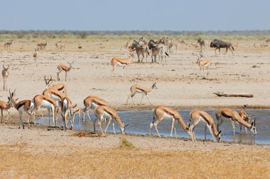 Zebra sürüleri, Etosha Ulusal Parkı, Namibya 'da bir su birikintisinde