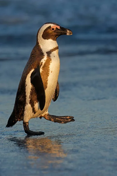 Ένας Αφρικανικός Πιγκουίνος Spheniscus Demersus Περπατώντας Στην Παραλία Νότια Αφρική — Φωτογραφία Αρχείου