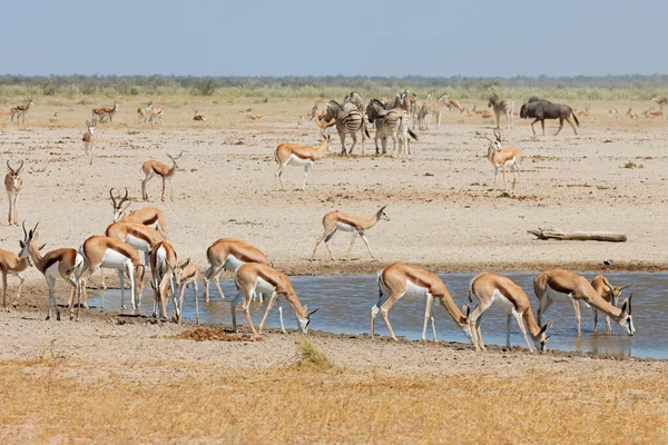 纳米比亚埃托沙国家公园 一群春天的羚羊和草原斑马聚集在一个水坑里 — 图库照片