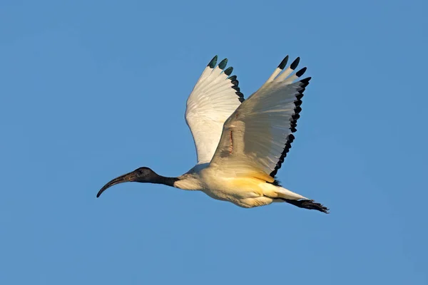 Ibis Sacro Africano Threskiornis Aethiopicus Volo Con Ali Aperte Sud — Foto Stock