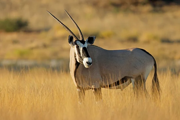 Een Antilope Gemsbok Oryx Gazella Natuurlijke Habitat Kalahari Woestijn Zuid — Stockfoto