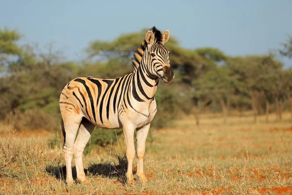 Una Zebra Pianura Equus Burchelli Habitat Naturale Parco Nazionale Mokala — Foto Stock