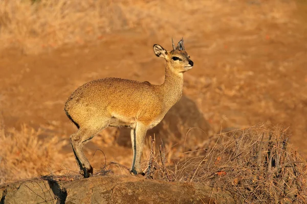 Une Petite Antilope Klipspringer Oreotragus Oreotragus Sur Rocher Parc National — Photo