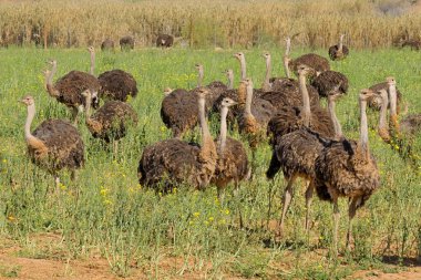 Devekuşları (struthio camelus) Devekuşu çiftliği, karoo bölge, western cape, Güney Afrika