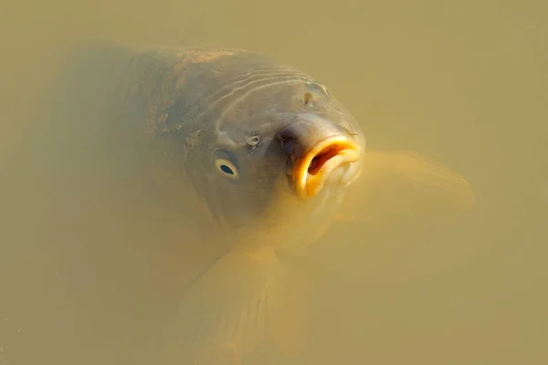 Tatlı Havuzunda Yüzen Sazan Balığı Portresi Cyprinus Carpio — Stok fotoğraf
