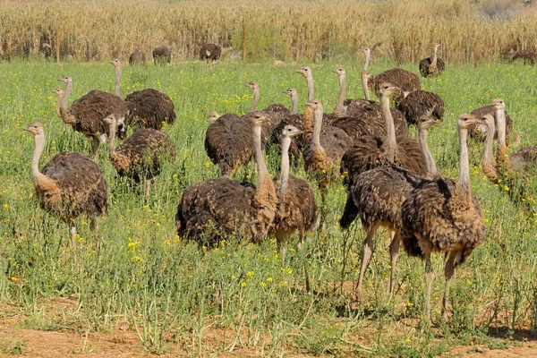 Avestruzes Struthio Camelus Numa Quinta Avestruzes Região Karoo Cabo Ocidental — Fotografia de Stock
