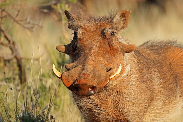 Portrét Warthoga Phacochoerus Africanus Přírodním Prostředí Jihoafrická Republika — Stock fotografie