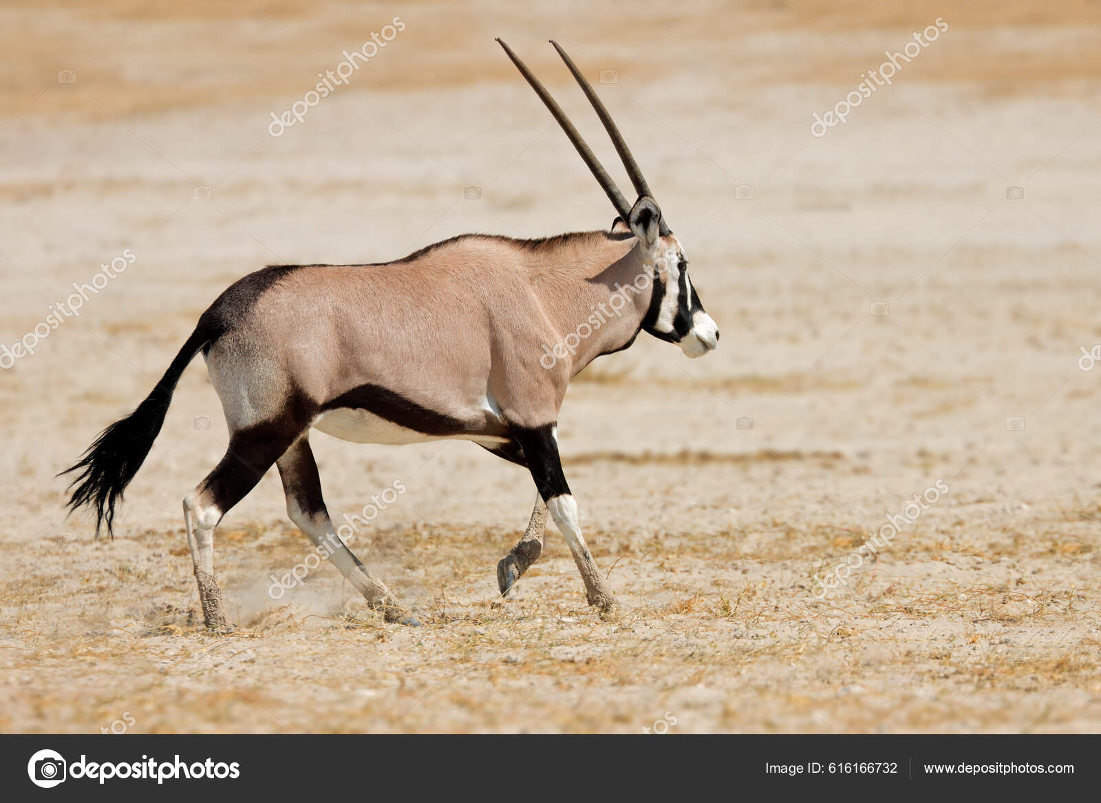 ポートフォリオ Ecopic ストック写真 イラストとベクターアート Depositphotos