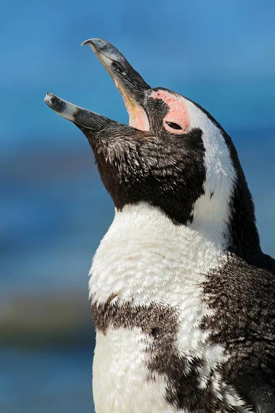 Retrato Pinguim Africano Vias Extinção Spheniscus Demersus África Sul — Fotografia de Stock