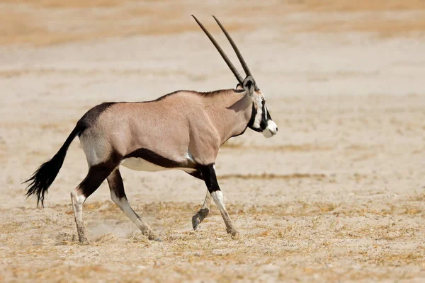 Antylopa Gemsbok Oryx Gazella Biegająca Suchych Równinach Park Narodowy Etosha — Zdjęcie stockowe