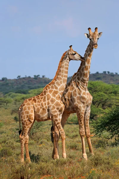 Giraffes Giraffa Camelopardalis Přírodním Habitatu Národní Park Mokala Jižní Afrika — Stock fotografie