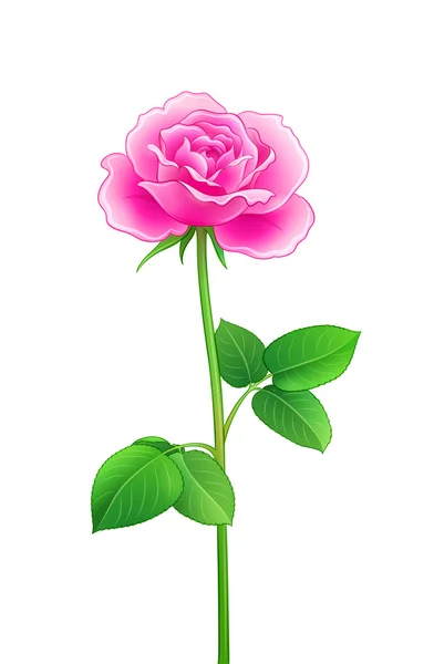 Rose - ilustración vectorial — Archivo Imágenes Vectoriales