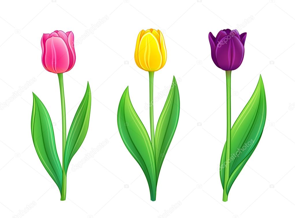 Tulips - eps10 vector illustration