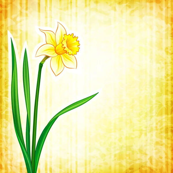 Flower background - narcissus — Stock Vector