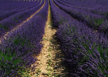 Lavanta. Provence, Fransa