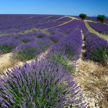 alan valensole, provence, lavanta