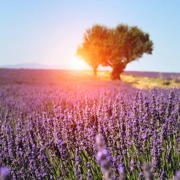 A levendula, Valensole, Provence területén — Stock Fotó