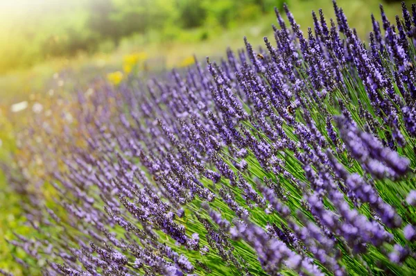 Levandule. Provence, Francie — Stock fotografie