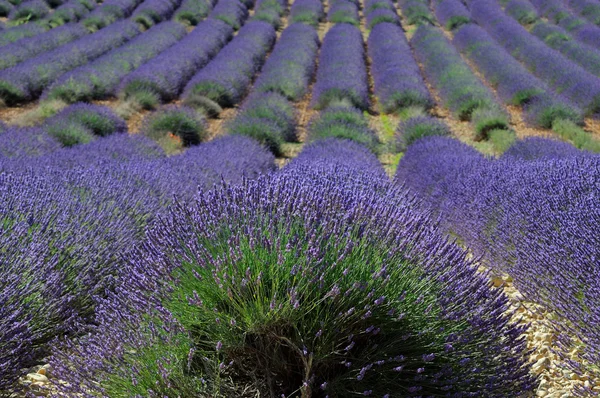 La lavande. Provence, France — Photo