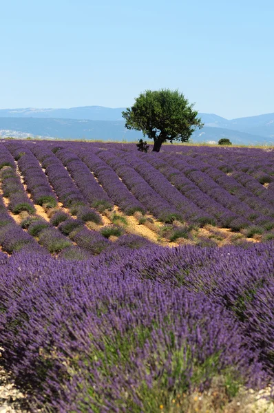 Fältet lavendel i valensole, provence — Stockfoto