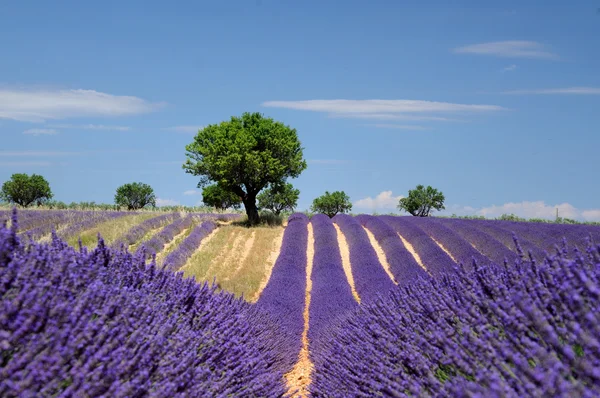 Fältet lavendel i valensole, provence — Stockfoto