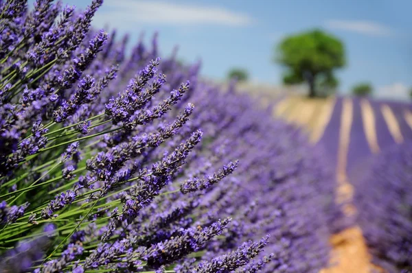 Campo de lavanda en Valensole, Provenza — Foto de Stock