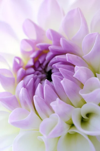 Dahlia achtergrond — Stockfoto