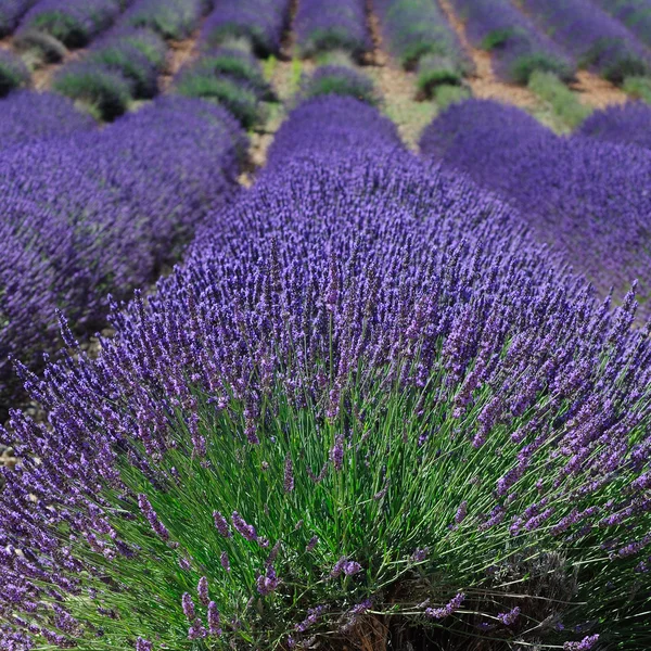 Campo de lavanda en Provenza, Francia — Foto de Stock