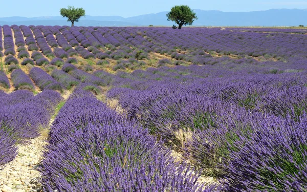 Lavendelfeld in der Provence, Frankreich — Stockfoto