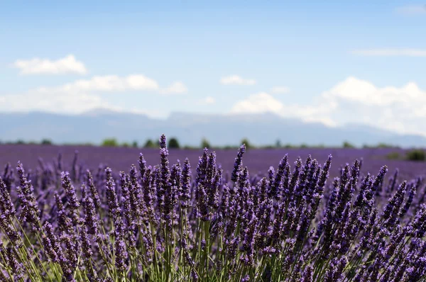 Levandulové pole v Provence, Francie — Stock fotografie