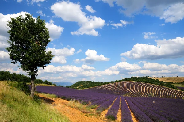 Levandulové pole v Provence, Francie — Stock fotografie