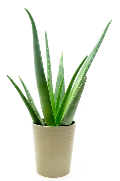 Aloe vera planta no vaso — Fotografia de Stock