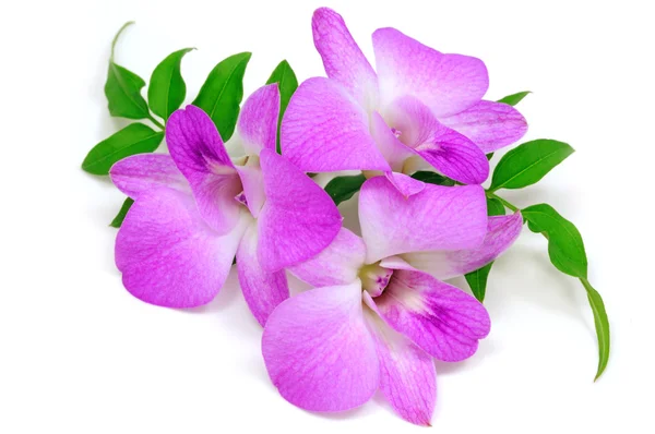 Orchidee — Stockfoto