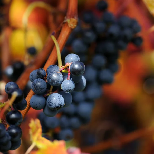 Red grape with autumn foliage — Stock Photo, Image