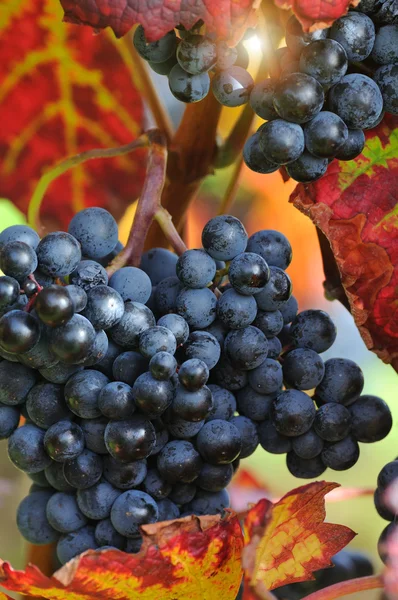 Red grape with autumn foliage — Stock Photo, Image