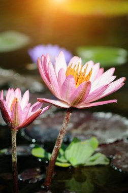 pembe nilüfer çiçeği