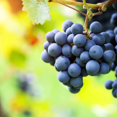 sonbahar yaprakları ile kırmızı üzüm