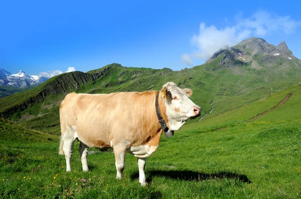Vaca dos Alpes — Fotografia de Stock