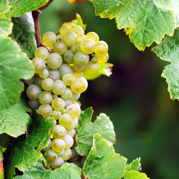 Uvas blancas — Foto de Stock