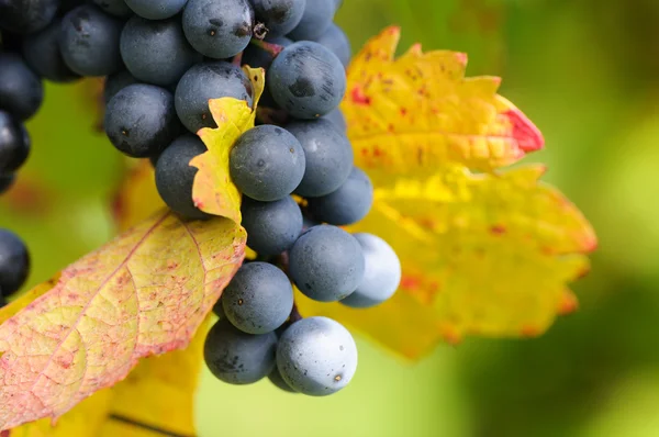 Uvas vermelhas — Fotografia de Stock