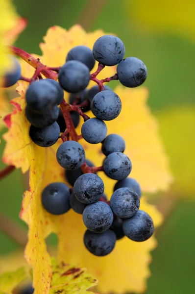 Red grapes with autumn leaves — Stock Photo, Image
